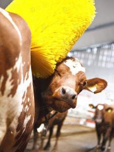 China Automatic Scratching Cow Spining Brush Motor Core For Cattle Massage factory