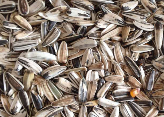 White Body Model S5 Sunflower Seeds Color Sorter Seeds Sorting Machine