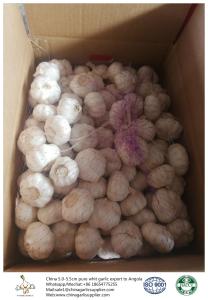 China China fresh garlic export to Angola by Pioneer garlic with 10kg loose packing ctn box factory