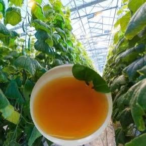 China 50% Enzymolysis Amino Acid Organic Liquid Fertilizer 8% Organic Nitrogen factory