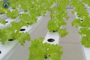 China Greenhouse NFT Hydroponic PVC Pipe With Removable Lid For Vegetables Growing factory