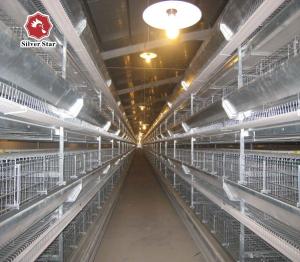 China 50000 Layers Farm Poultry Chicken Cage Equipment factory
