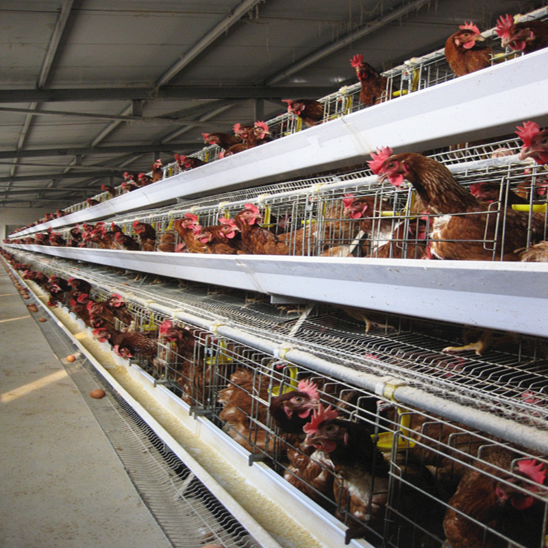 A Type Automatic Layer Cage With Feeding System And Egg Collection 4 Tiers