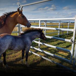 China 30x60x1.6mm Horizontal Tube Horse Fence Panels For Sale Square Tube factory