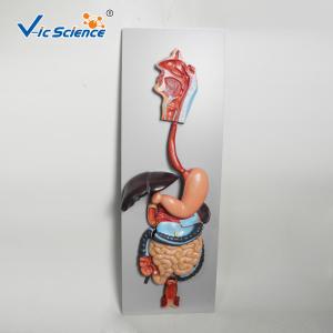China Medical Science Human Digestive System Display Simulation Anatomy Model factory
