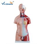 CE Human Torso Model For Medical Science Teaching Demonstration