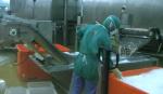 ISO 2.23KW Commercial Fish Processing Machine , Anti Corrosion Shrimp Cooked