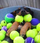 Eco-friendly Pet toys for dogs playing
