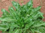 high quality Indirubin 97%,CAS No.: 479-41-4, anti-cancer ingredients, Chinese