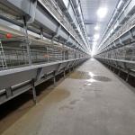 Newest Design Baby Chicks Broiler Chicken Cage 102 Birds 136 Birds
