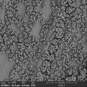 China 2.8μm Streptavidin Magnetic Beads For Chemiluminescence Cell Sorting factory