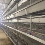 Fireproof Baby Chick Cage Automatic Drinking System Corrosion Resisting
