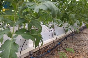 China Vertical Planting PVC Substrate Grow Gutter Hydroponic Pepper Tomato Plant Trough factory