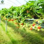 Venlo Type Strong Frame Hdyroponic Strawberry Greenhouse High Yield