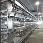 380V 50HZ Automatic Broiler Equipment For Chicken House SONCAP Approval