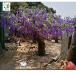 UVG wedding planner artificial flower arrangements purple wisteria blossoms fake