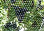 250 Meters Insect Screen Mesh ,100% HDPE Greenhouse Insect Protection Netting