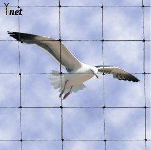 China 2&quot; Bird Proof Net Rot Proof / Waterproof Pigeon Control Anti Bird Net factory
