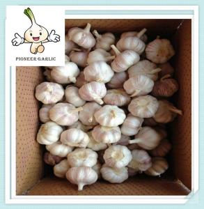 China Garlic Factory Jining China Natural Garlic, Jinxiang White Garlic Supplier factory