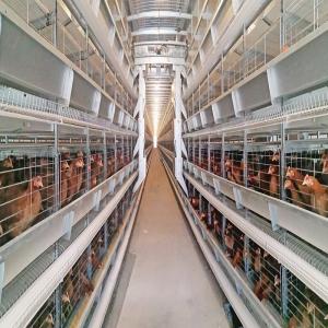 China Poultry Farming Battery Chicken Cage H Type Fully Automatic For 50000 Egg Layer Hens factory