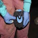Fast Cure Two Part Silicone Putty for Better Hoof Care