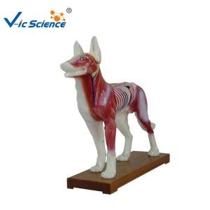 China 66x64x35cm Animal Acupuncture Model factory