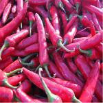 Erjingtiao Pepper Ingredients Chili Peppers Hot 8000-12000shu for Customer