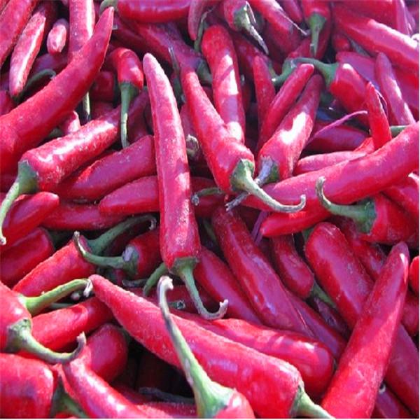 Erjingtiao Pepper Ingredients Chili Peppers Hot 8000-12000shu for Customer