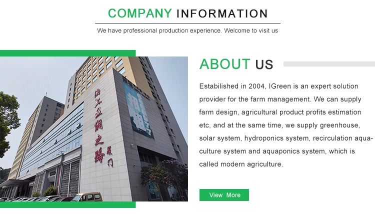 3.3m Height Metal Frame Greenhouse 300sqm Customization For Strawberry