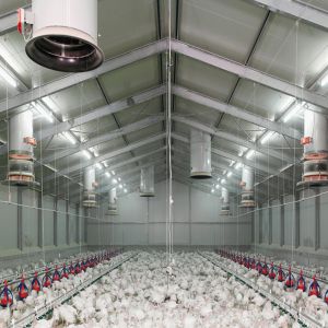 China Fireproof Steel Poultry House with Automated Ventilation System factory