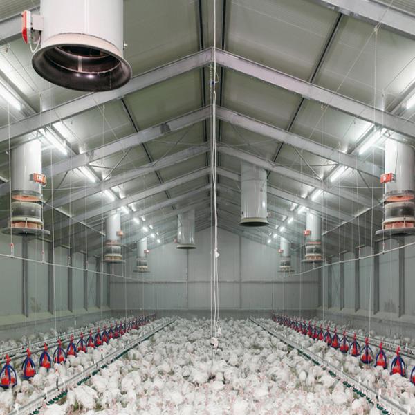 Fireproof Steel Structure Poultry House Automated Ventilation Steel Frame