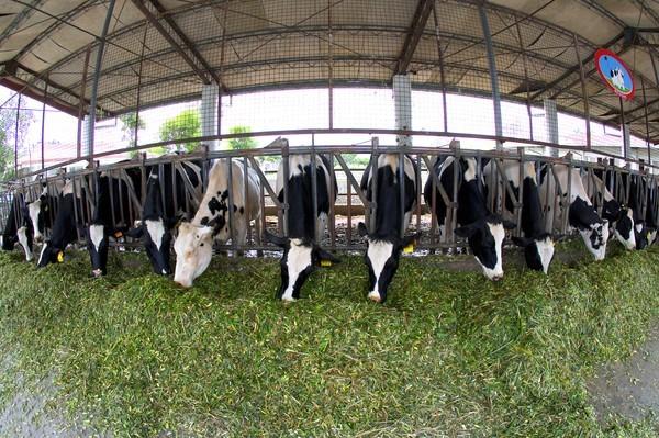 Long Span Prefab Steel Framing Systems Galvanized Steel Cowshed With Sandwich