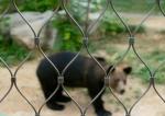 Stainless Steel Zoo Wire Mesh for Bear