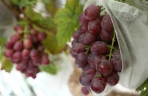 China Fabric Fruit Protection Bags 250GSM factory