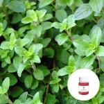 Cas 8007 11 2 Wild Oregano oil organic 100% pure natural bulk With High