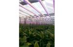 Full spectrum 18w T8 led grow light for plant growth , flower and vegetable