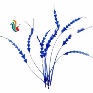 China Dyed Stripped Rooster Coque Feathers with Fast Shipping via DHL UPS FEDEX EMS TNT factory