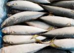 Frozen Seafood Pacific Makerel Fish