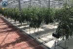 Agricultural Substrate Planting Gutter Steel Large Scale Hydroponic Planting
