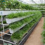 Weather Resistance Hydroponic System Greenhouse Multispan For Planting
