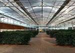 Solar Glass Greenhouse Low Heat Consumption Even Indoor Light Distribution