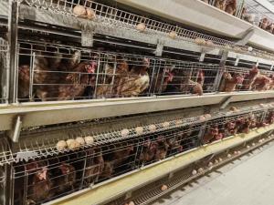 China H Type Battery Broiler Chicken Cage Automatic For Poultry Farm factory