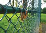 Wire Mesh Fence/Wire Fencing /PVC Coated Chain Link Fence