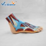 Hospital School Teaching Foot 55x35x33cm Human Anatomical Model