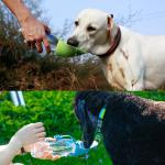 Pet Foldable Water Bottle Portable for Outdoor Adventures All-season Pet Feeding
