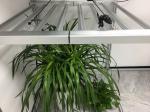 Commercial Grade 2.9umol/J 380nm Horticulture LED Grow Lights