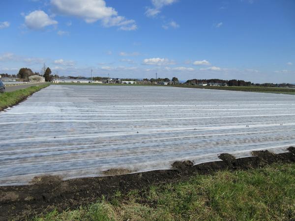 Agriculture / Medical/ Home Non Woven Fabric 30cm - 160cm laminated with PP / PE