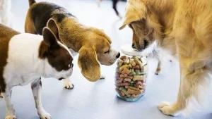 China DDC Cat And Dog Food Additives Dog Food Flavoring 20kg/Bag Package factory