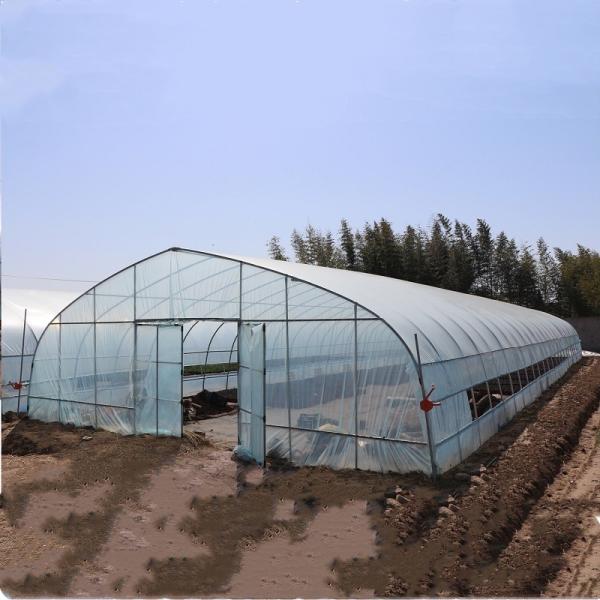 Philippines Prefabricated Kit single-span Strawberry Greenhouse Tunnel Plastic Greenhouse