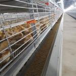 H type Complete Automatic Broiler Chicken Cage 4 Tiers